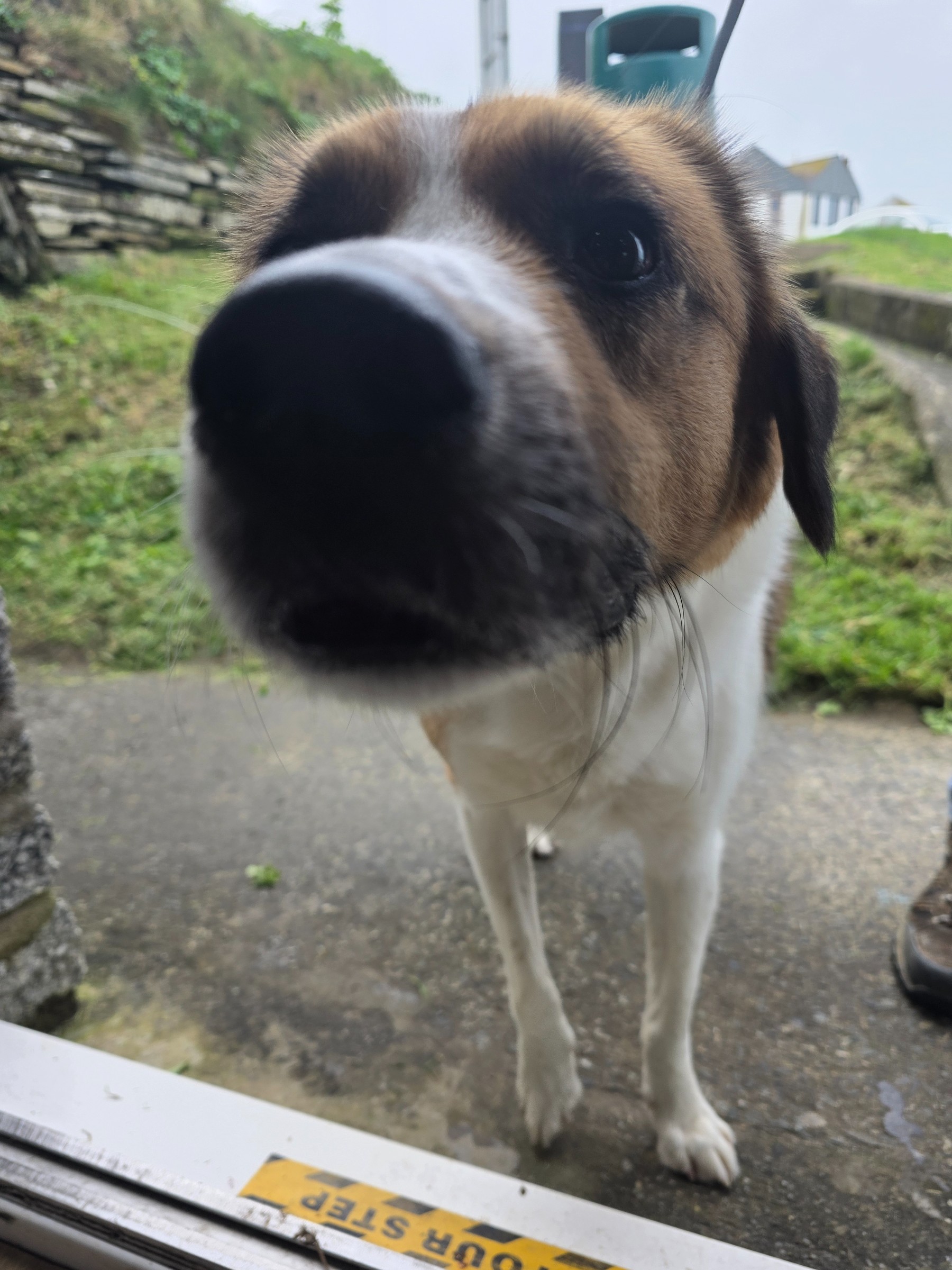 A dog visiting The View in Port Isaac